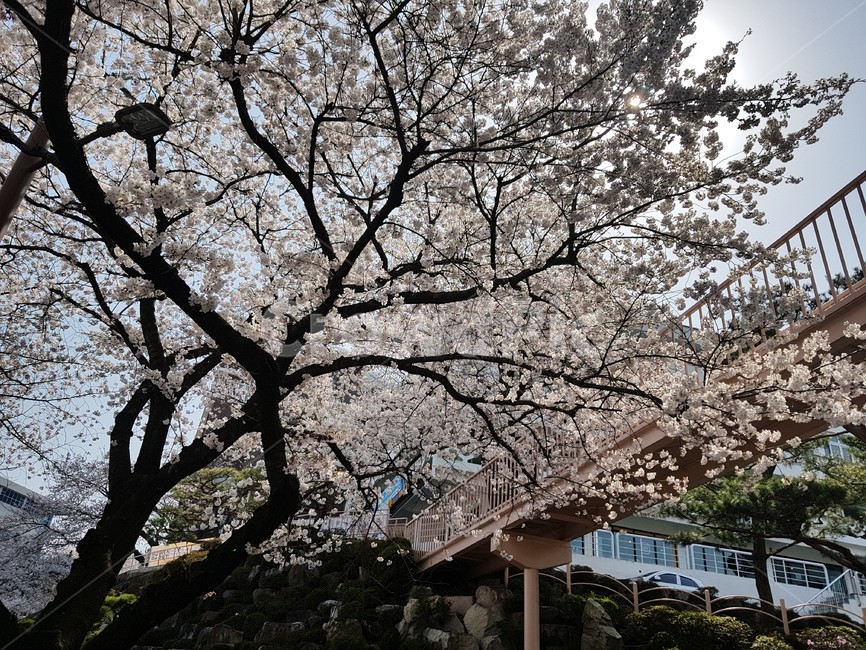 벚꽃,벚꽃나무,벚나무,cherryblossom,orientalcherry,자연,풍경,nature,landscape,식물,plants,꽃,flower,plant