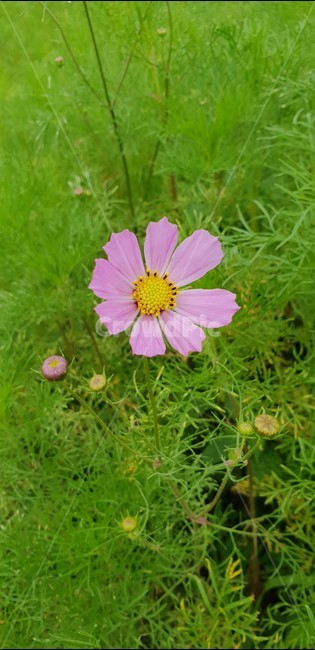 plant,식물,꽃,flower,코스모스,가을,분홍색꽃,식물,자연,plants,nature,꽃,flower