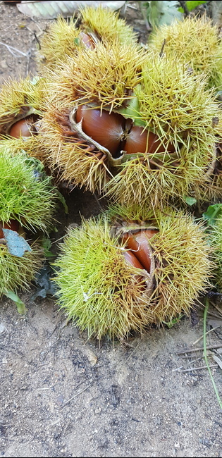 plant,식물,밤,밤나무,가을,추석,너트