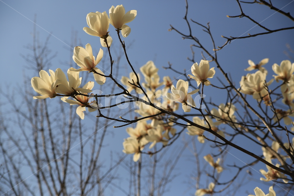 목련,봄꽃,하얀목련,봄,백목련,꽃봉우리,식물,자연,plants,nature,꽃,flower