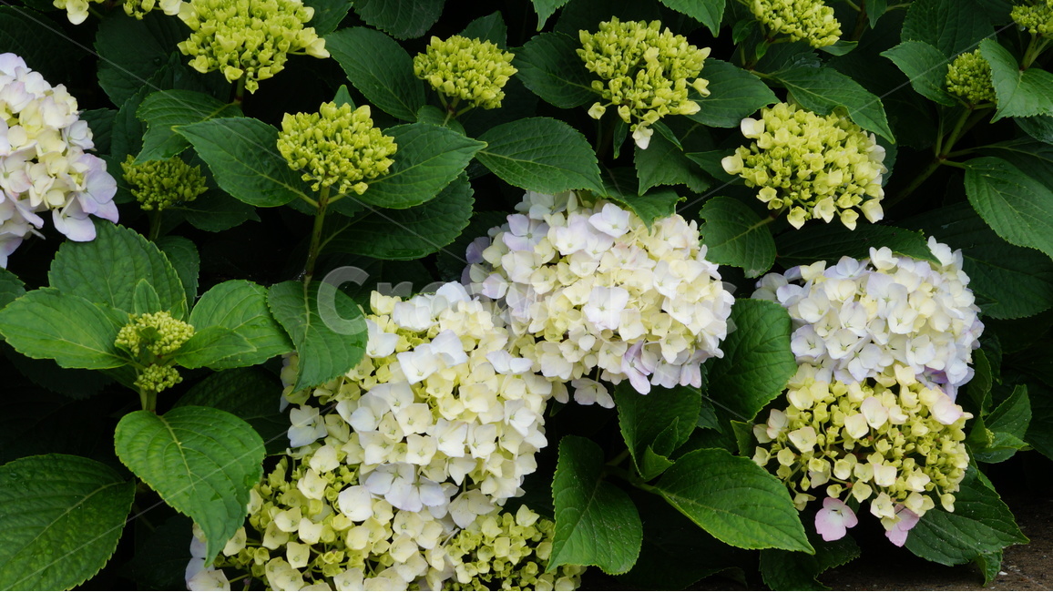 수국,꽃,꽃사진,식물,자연,식물,자연,plants,nature,꽃,flower