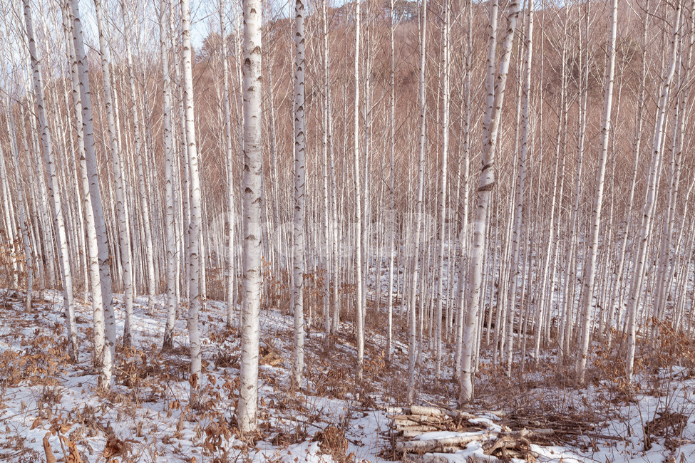 인제,자작나무숲,숲,나무,자작나무,자연,자연,풍경,nature,landscape,tree,plant,식물