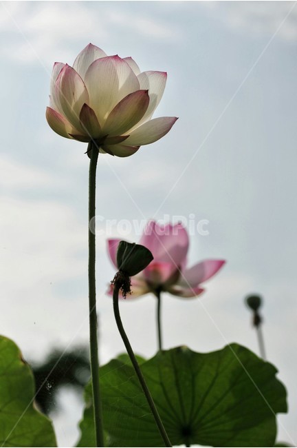 연꽃,예쁜연꽃,홍련백련,연꽃사랑,꽃,식물,자연,plants,nature,꽃,flower