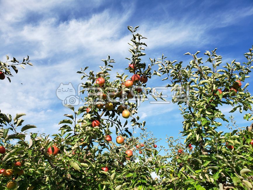 blue sky,appletree,fruit,apple orchard,apple farm,bluesky,white cloud,red apple,food,apple,orchard,plant,apple tree