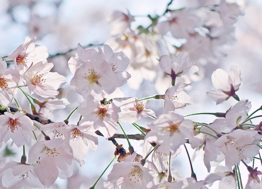 봄,벚꽃,꽃,계절,예쁜,아름다운,분홍빛,분홍,활짝,활짝핀,배경,봄,계절,spring,season,식물,자연,plants,nature,꽃,flower,plant