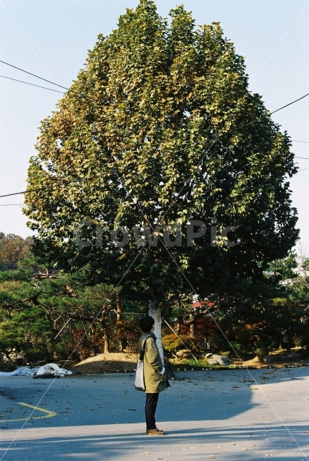 나무,감성,풍경,고독,외로움,가을,하늘,필카,필름카메라,식물,자연,plants,nature,나무,trees,wood,사람,인물,인간,human,person,남성,남자,man,male,감성,sensible,feeling,고독함,외로움,쓸쓸함,우울함,슬픔,lonely,solitary