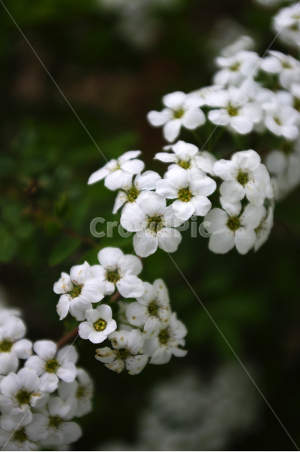조팝꽃,꽃,flower,계절,봄,spring,식물,plant,자연,nature,봄,계절,spring,season,식물,자연,plants,nature,꽃,flower,geranium,제라늄,blossom
