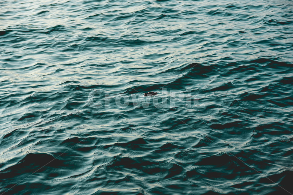 water,outdoors,옥외,ripple,리플,바다,물,파도,물결,병,ocean,wave,bottle,자연,풍경,nature,landscape