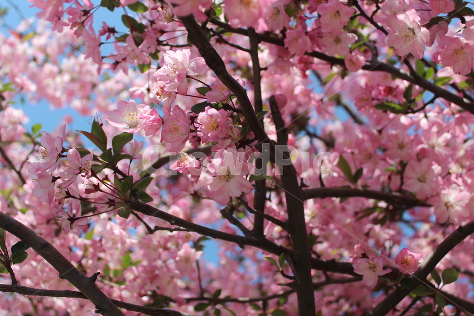 벚꽃,봄,꽃놀이,꽃,spring,cherryblossom,blossom,봄,계절,spring,season,plant,식물,flower,cherry blossom