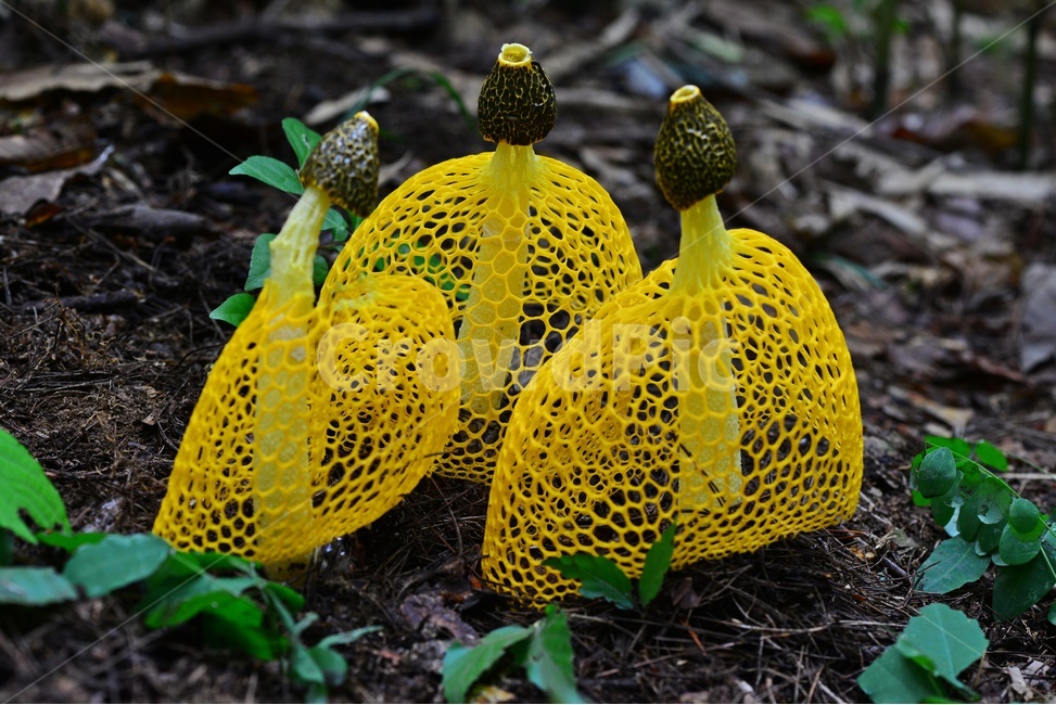 plant,식물,자연,독버섯,버섯,소나무숲,습지,망태버섯,노랑망태버섯,노랑