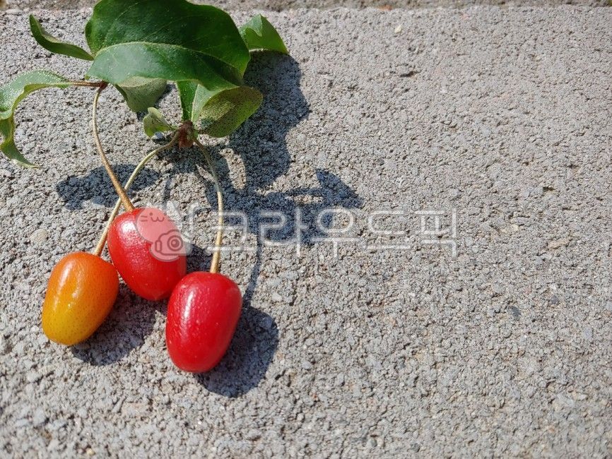 barley tree,Fruit,tree,red fruit,barley water drink