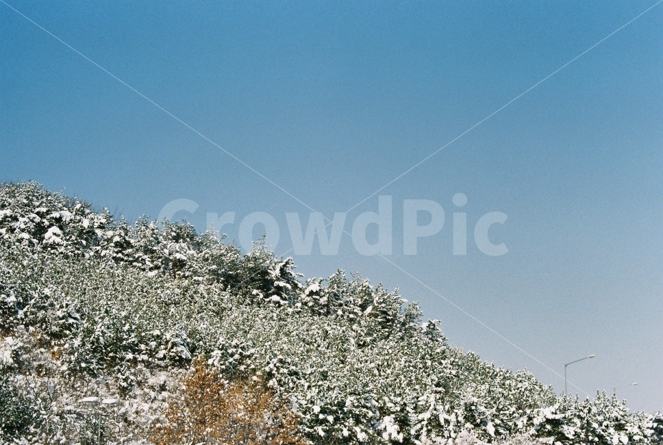 눈,겨울,설경,감성,하늘,자연,나무,필카,필름카메라,숲,시골,겨울,계절,winter,season,자연,풍경,nature,landscape,감성,sensible,feeling