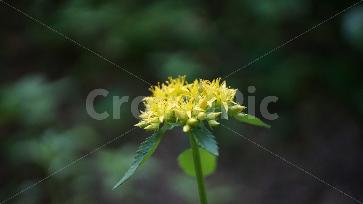 층꽃풀,마편초과,꽃,플라워,식물,자연,flower,nature,꽃사진,plants,풍경,landscape,접사,macro,봄,spring,계절,season,감성,힐링,healing,스냅,snap,식물,자연,plants,nature,꽃,flower