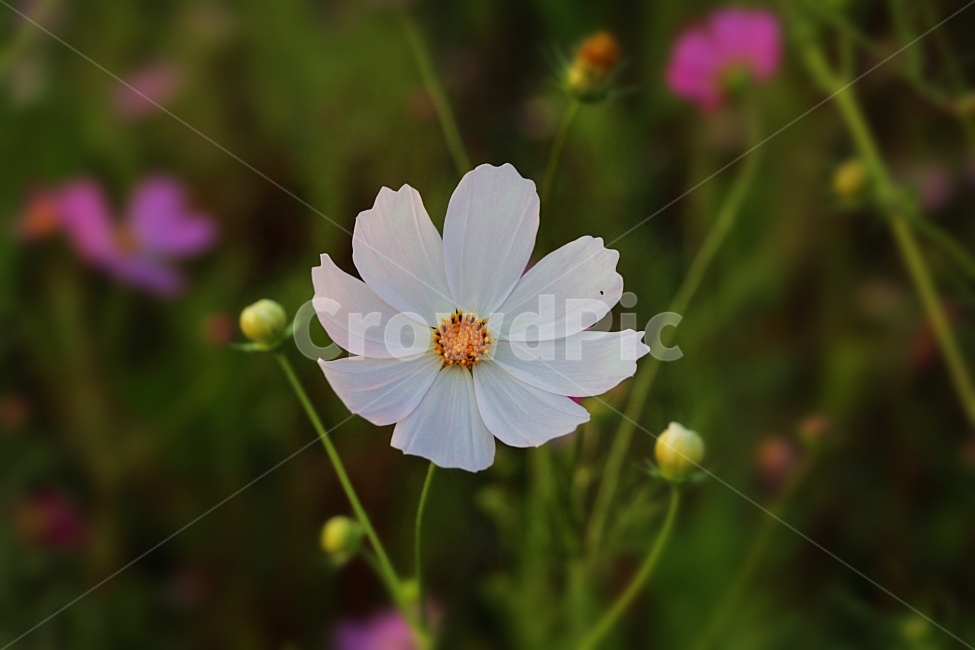 꽃,Flower,코스모스,cosmos,흰,가을,계절,fall,autumn,season,식물,자연,plants,nature,꽃,flower,plant