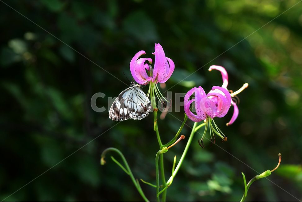 솔나리,야생화,식물,꽃,자연,여름,생태,힐링,플라워,wildflower,flower,plants,nature,season,감성,느낌,emotion,feeling,백합목,백합과,백합속,분홍색,여러해살이풀,나비,조흰뱀눈나비,식물,자연,plants,nature,꽃,flower,동물,animal,곤충,벌레,insect,bug