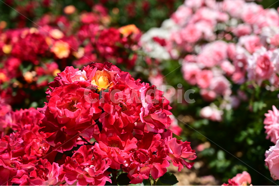 장미,rose,꽃,flower,식물,장미광장