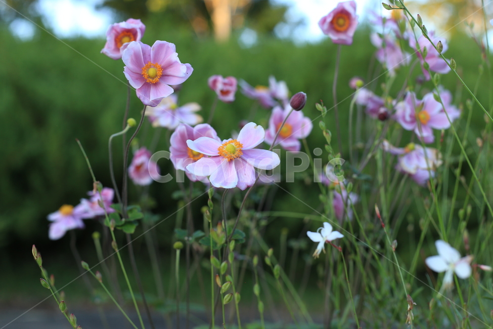 flower,꽃,식물,코스모스,가을,이름모를꽃