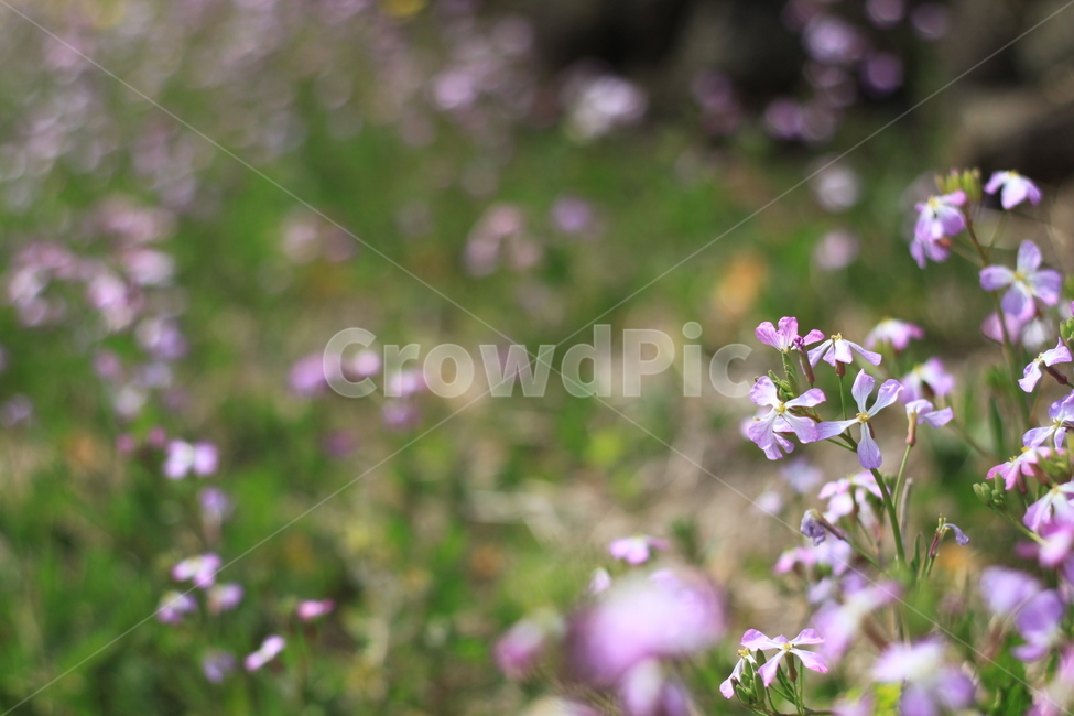 식물,봄,야생화,시즌,4월,보라색,자연,spring,봄분위기,꽃잎,꽃,flower,배경,백그라운드,들꽃