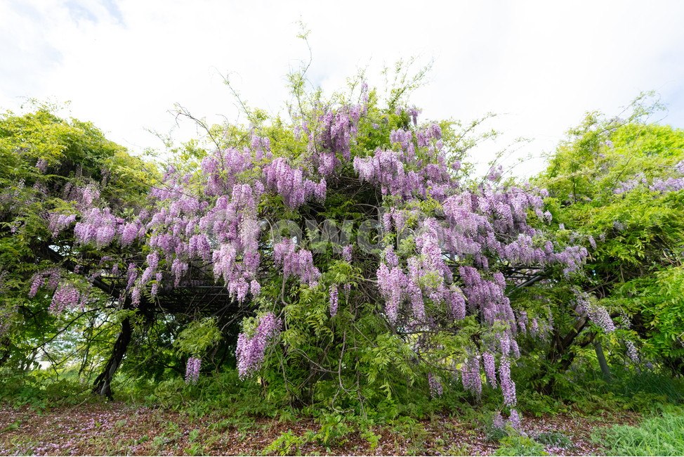 등나무꽃,등꽃,자연,wisteria,flower,하늘,구름,sky,식물,자연,plants,nature,꽃,flower,나무,trees,wood