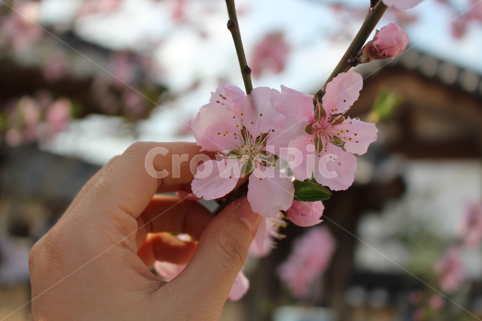봄,꽃,봄꽃,매화,귀여움,식물,자연,plants,nature,꽃,flower,사람,인물,인간,human,person,신체일부,몸,body