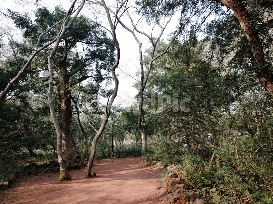 나무,식물,숲,자연,나뭇가지,나뭇잎,풍경,힐링,신선함,상쾌함,배경,plants,tree,trees,wood,forest,nature,feeling,정화,초록,green