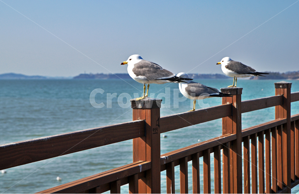 갈매기,새,조류,바다,궁평항,난간,목책,동물,animal,조류,새,birds
