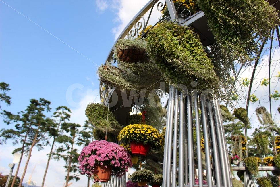 축제,가을,국화,식물,꽃,조경,식물,자연,plants,nature,꽃,flower