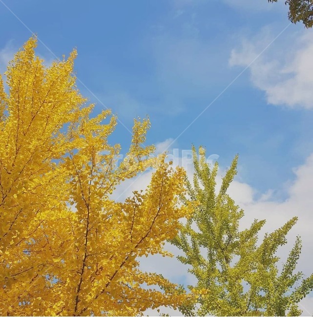 단풍,가을,풍경,은행나무,하늘,나무,식물,plant,tree,자연,yellow,color,green,skyblue,mood,분위기,day,낮,daytime,가을,계절,fall,autumn,season