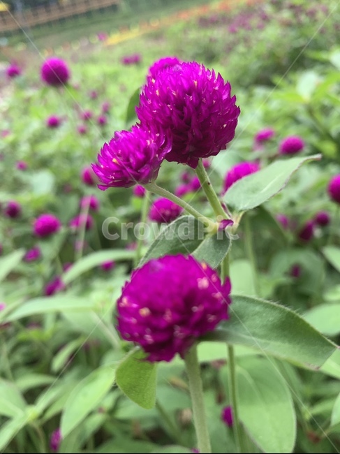천일홍,꽃,식물,flower,plant,blossom