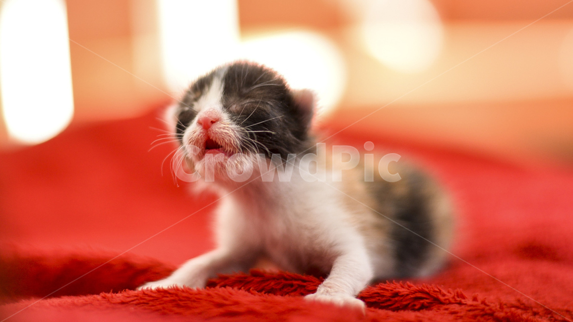 고양이,아기고양이,감성,반려묘,반려,애완동물,냥이,귀여움,새끼,동물,animal,포유류,mammal,고양이,cat,kitten,kitty