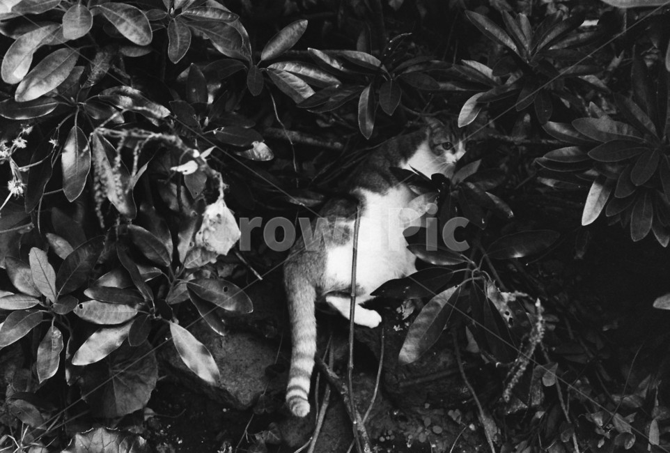 고양이,동물,초목,자연,흑백,흑백,모노톤,monochrome,black and white