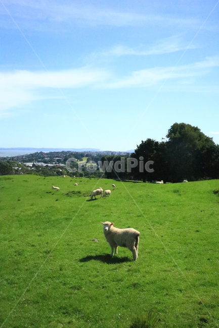 양,뉴질랜드,newzealand,sheep,animal,동물,푸른,파란,grass,blue,green,cute,자연,풍경,nature,landscape,동물,animal,포유류,mammal,산업,industry,industrial,목축업,목장,livestock farming,ranching,pasture,field,들,outdoors,옥외,grassland,목초지