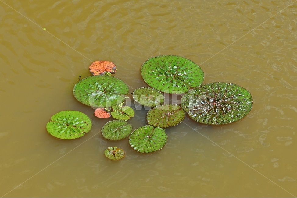 plant,식물,flower,blossom,꽃,leaf,잎,outdoors,옥외,nature,자연,수련,연잎,연못,물