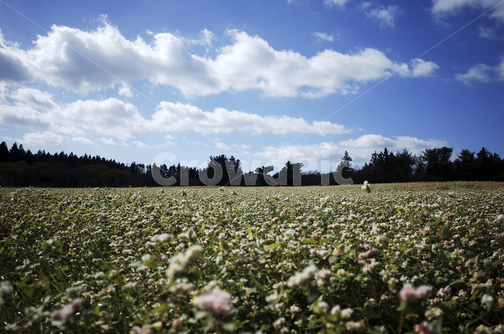 field,들,nature,자연,flower,blossom,plant,식물,메밀꽃,white,whiteflower,흰,하얀,흰꽃,하얀꽃,sky,하늘,cloud,구름,blue,green,들판,푸른,파란,초록,자연,풍경,nature,landscape