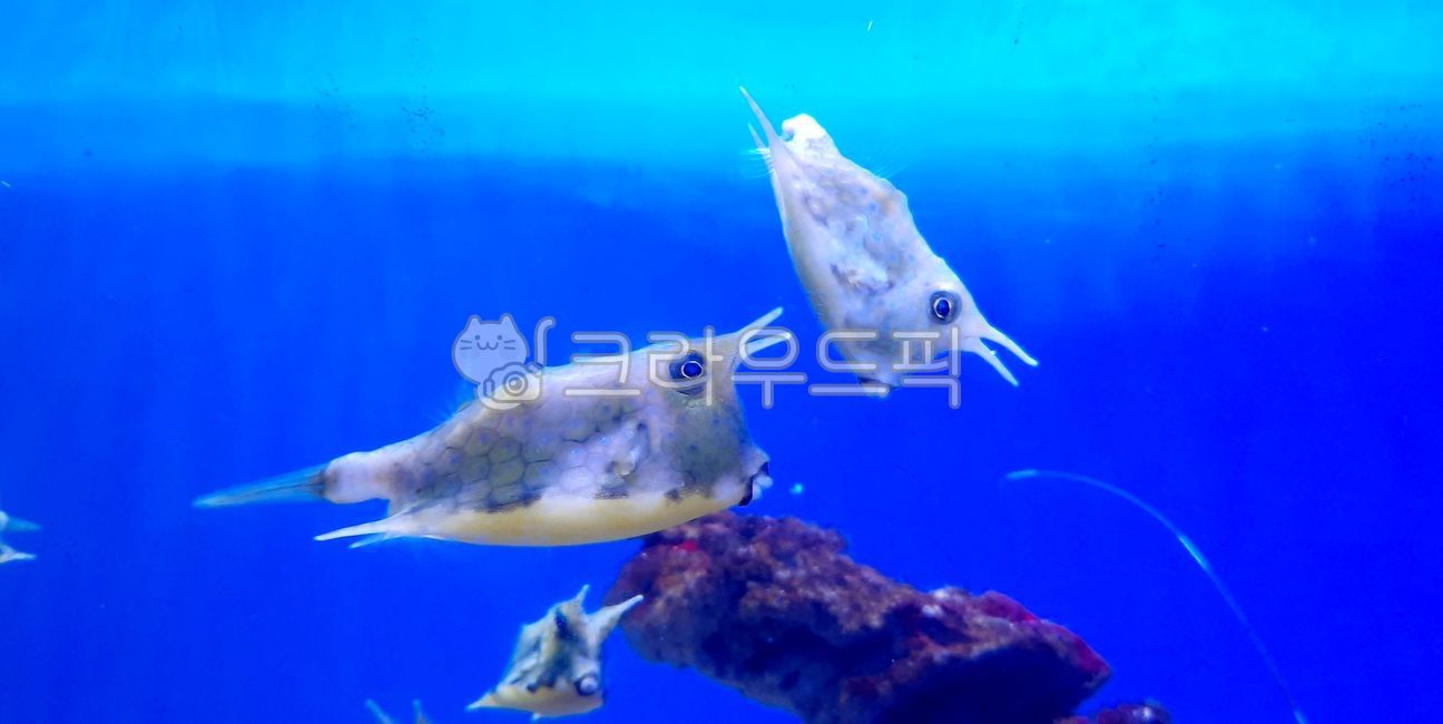 unusual fish,funny fish,Jakarta Aquarium,aquarium