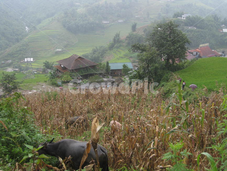 paddyfield,동남아,nature,자연,outdoors,옥외,grassland,목초지,field,들,countryside,시골,물소,buffalo