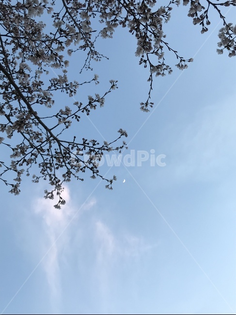 자연,하늘,나무,구름,풍경,힐링,sky,blue,tree