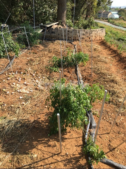 ground,바닥,outdoors,옥외,soil,흙,nature,자연