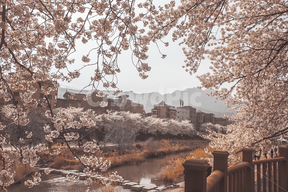 수유,집앞,벚꽃,봄,뷰,봄,계절,spring,season