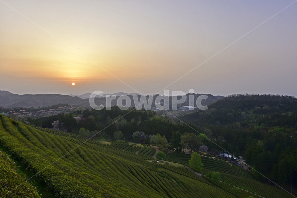 녹차,greentea,녹차밭,차밭,풍경,경치,녹색,국산차,평온,자연,풍경,nature,landscape,한국자연풍경,한국자연경관,korea nature landscape,outdoors,옥외