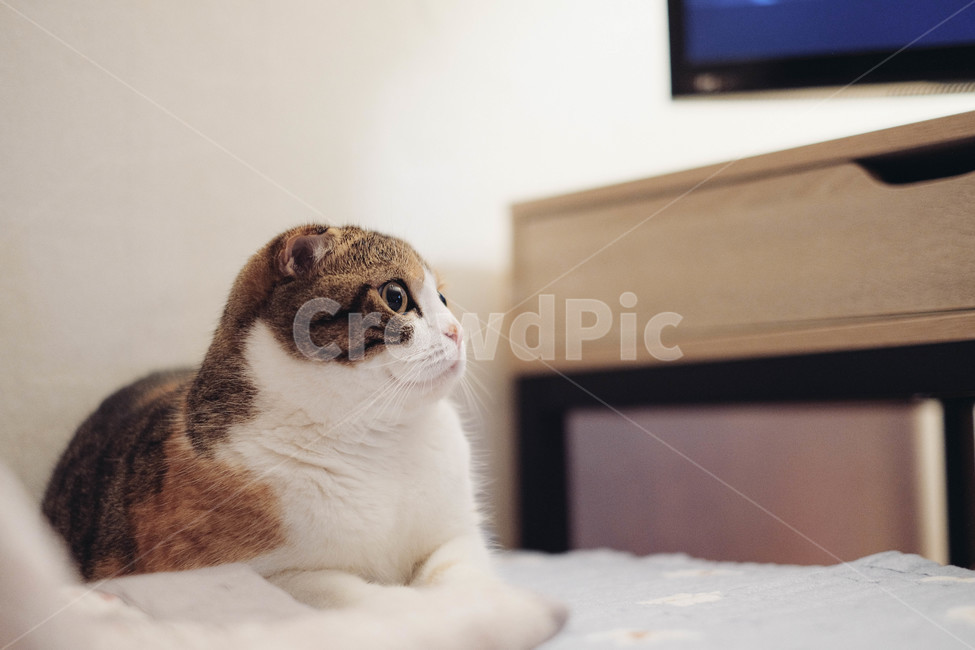동물,고양이,반려동물,반려묘,스코티시폴드,스코티쉬폴드,동물,animal,포유류,mammal,고양이,cat,kitten,kitty