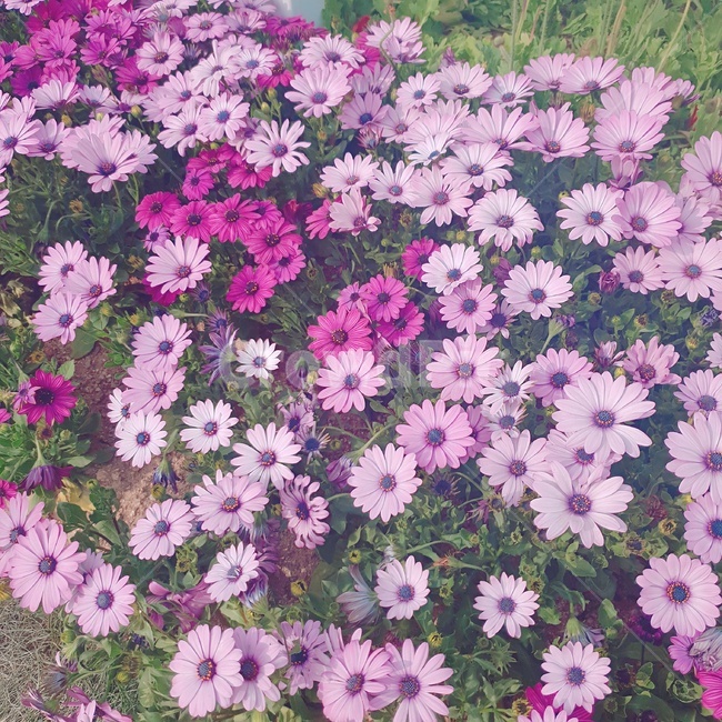 국화,데이지,데이지꽃,블루데이지,꽃,flower,국화꽃,africandaisy,오스테오스페르뭄속,일본데이지,식물,petal,꽃잎,floralleaf,식물,자연,plants,nature,꽃,flower