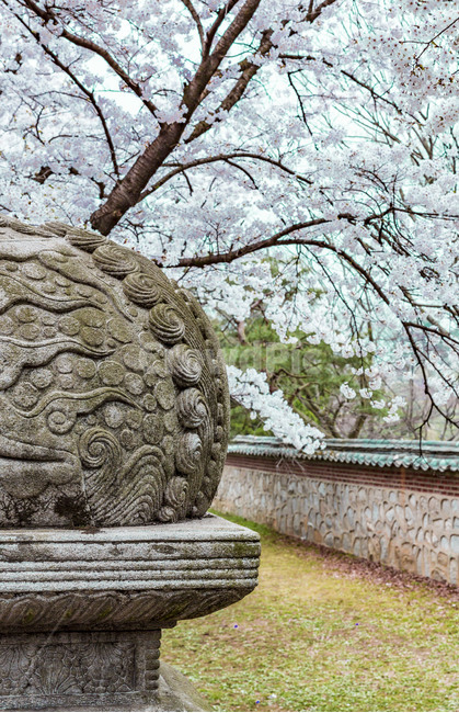 spring,stone statue,flowering,cherry blossom,full bloom,Haitai Award,flower