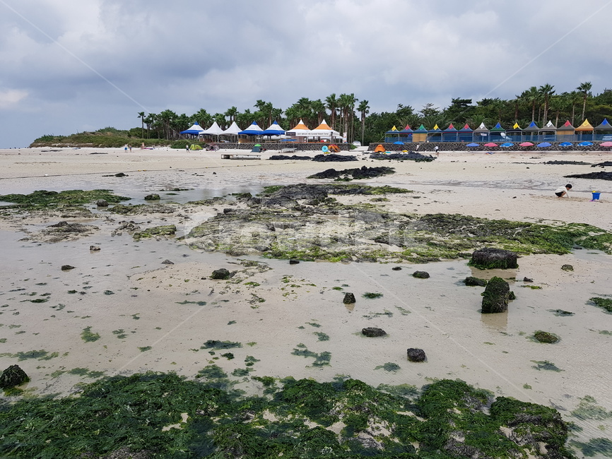 바다,제주,제주도,돌,풍경,자연,풍경,nature,landscape,해변,바다,beach,sea,제주도,jeju,jeju island,plant,식물