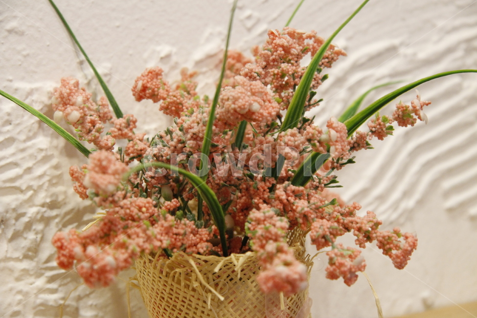 plant,식물,flower,꽃,blossom,화분,장식,분홍꽃,데코