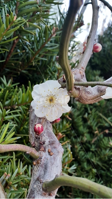 매화,봄,봄꽃,사군자,꽃,식물,자연,plants,nature,꽃,flower