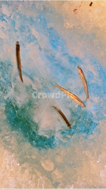 겨울,빙어,낚시,빙어낚시,얼름낚시,겨울,계절,winter,season,동물,animal,어류,물고기,fish