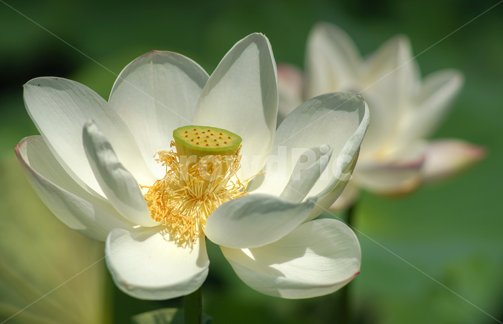 연,연꽃,불화,꽃,식물,자연,식물,자연,plants,nature,꽃,flower