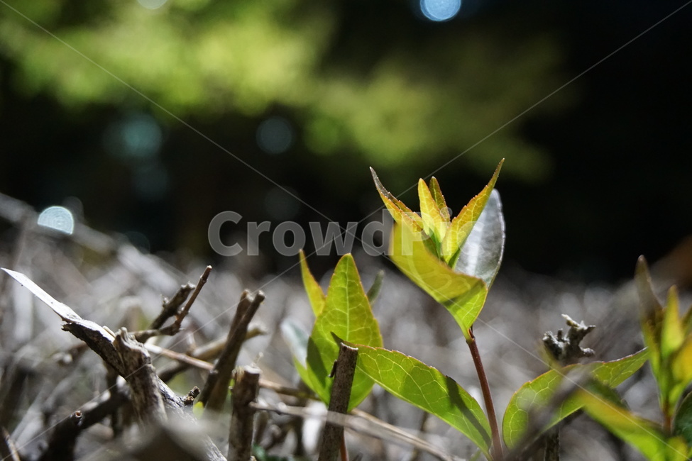 봄,새순,3월,동네공원,나뭇가지,밤불빛,봄,계절,spring,season,식물,자연,plants,nature,plant,leaf,잎