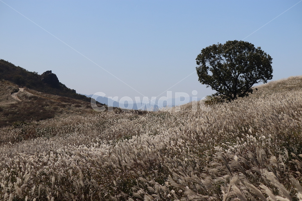 자연,억새,산,식물,나무,가을,계절,fall,autumn,season,자연,풍경,nature,landscape,plant,outdoors,옥외